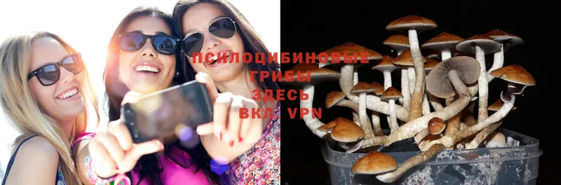 Галлюциногенные грибы Psilocybe  продажа наркотиков  OMG сайт  Чкаловск 